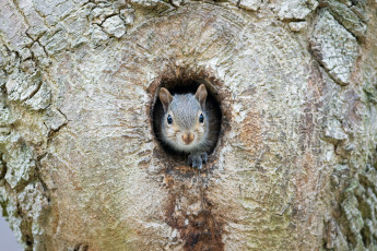 Картинка животные белки белка