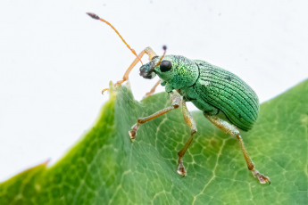 Картинка животные насекомые жук