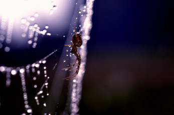 Картинка животные пауки паук