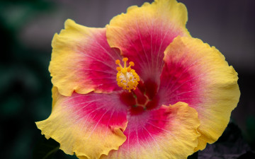 обоя цветы, гибискусы, макро