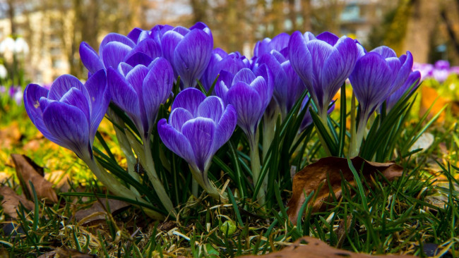 Обои картинки фото цветы, крокусы, лиловые, весна