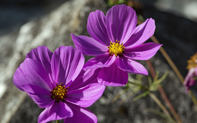 Обои картинки фото цветы, космея, лиловая, дуэт
