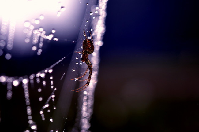 Обои картинки фото животные, пауки, паук