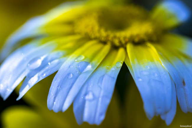 Обои картинки фото цветы, ромашки, лепестки