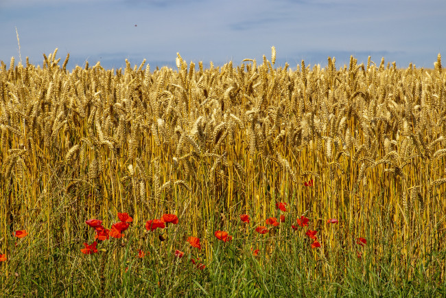 Обои картинки фото природа, поля, поле