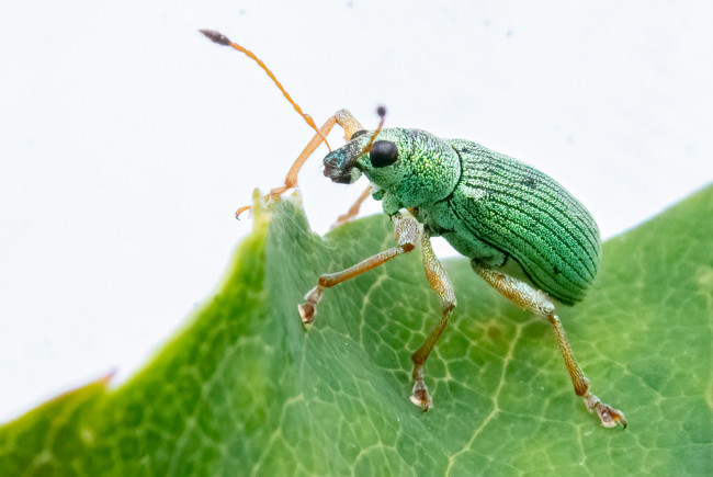 Обои картинки фото животные, насекомые, жук