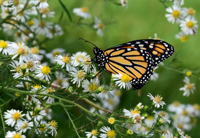 Обои картинки фото животные, бабочки,  мотыльки,  моли, бабочка