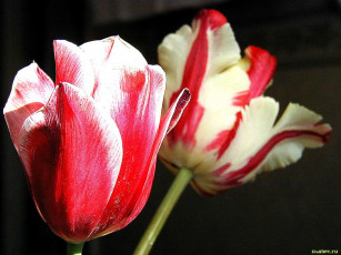 Картинка цветы тюльпаны