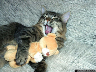 Картинка животные коты