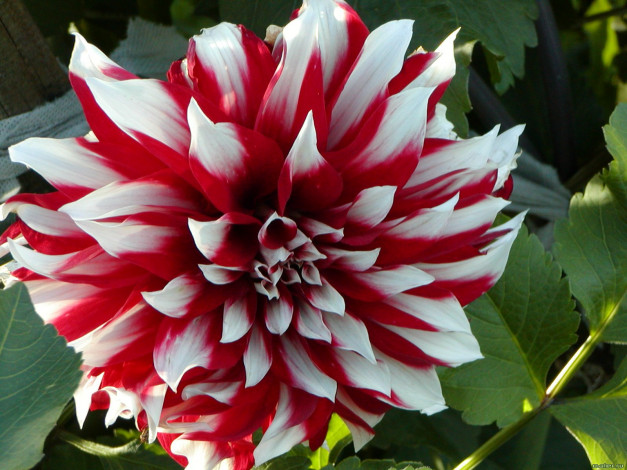 Обои картинки фото цветы, георгины