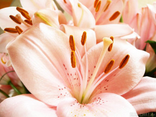 Картинка цветы лилии лилейники