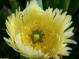 Картинка цветы на ст андреас аизовые