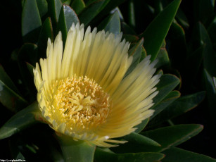 Картинка цветы на st andreas fault аизовые