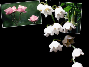 Картинка цветы разные вместе