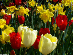 обоя тюльпаны, нарциссы, цветы, разные, вместе