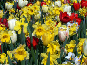 Картинка весна городе цветы разные вместе