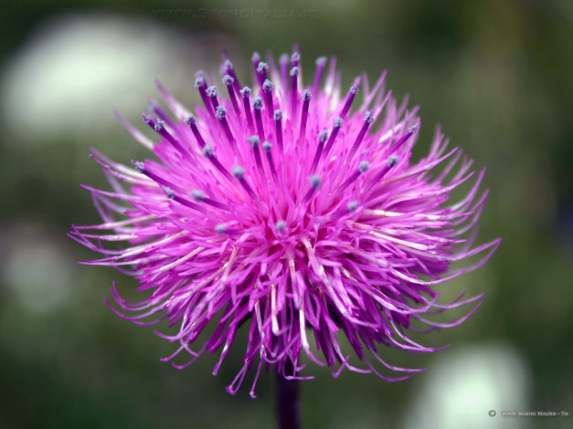 Обои картинки фото цветы, луговые, полевые