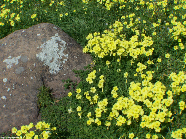 Обои картинки фото цветы, на, камнях