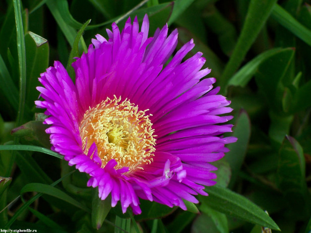 Обои картинки фото цветы, на, ст, андреас, аизовые