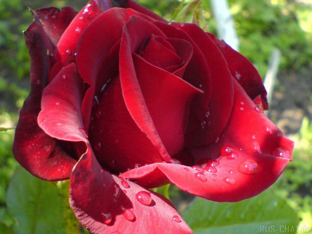 Обои картинки фото цветы, розы