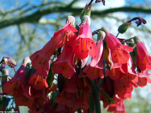 Обои картинки фото каланхоэ, цветы