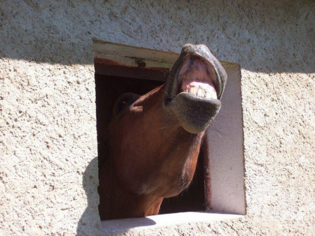 Обои картинки фото животные, лошади