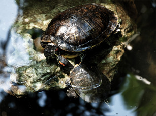 Картинка животные Черепахи