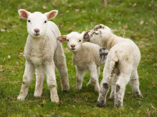 Картинка животные овцы бараны