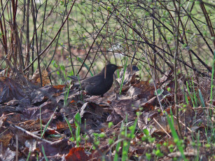 Картинка животные птицы