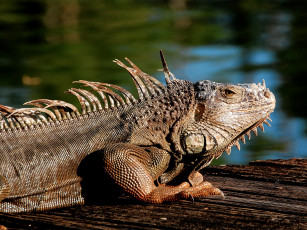 Картинка животные Ящерицы игуаны вараны