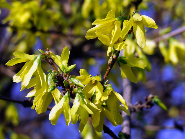 Обои картинки фото цветы, цветущие, деревья, кустарники