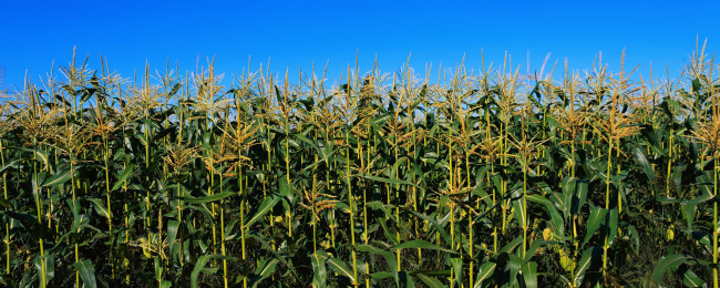 Обои картинки фото природа