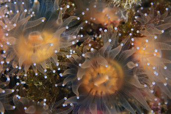 Картинка животные медузы