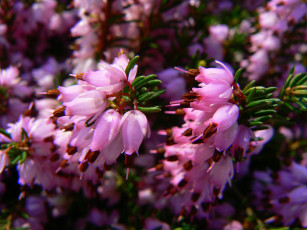 Картинка вереск цветы эрики розовый природа