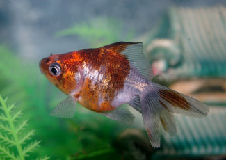 Картинка животные рыбы плавники хвост