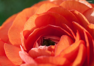 обоя цветы, ранункулюс, азиатский, лютик, лепестки, весна, макро