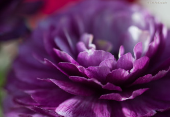 Картинка цветы ранункулюс азиатский лютик лепестки макро весна