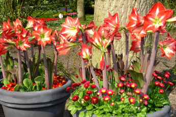 Картинка цветы разные вместе амариллис