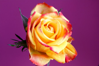 Картинка цветы розы роза