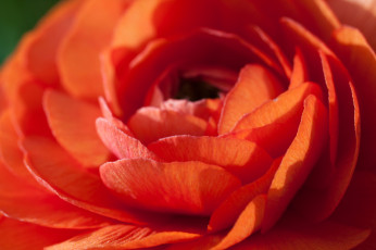 обоя цветы, ранункулюс, азиатский, лютик, макро, лепестки, весна