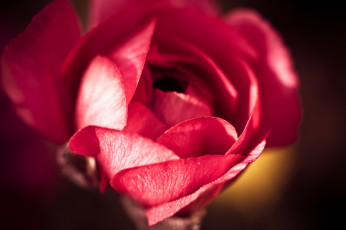 Картинка цветы ранункулюс азиатский лютик весна лепестки макро