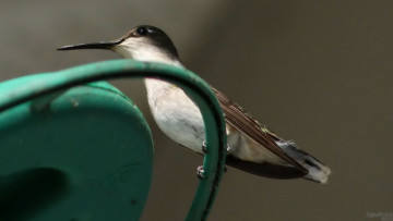 Картинка животные колибри