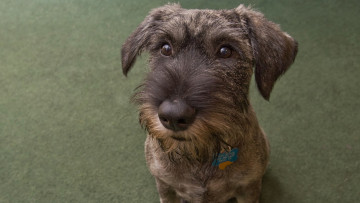 Картинка животные собаки преданный взгляд