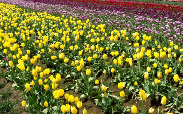 Картинка цветы тюльпаны