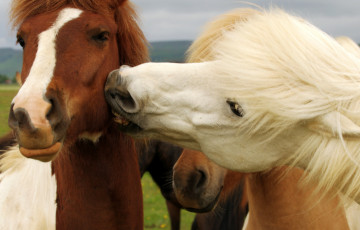 Картинка животные лошади кони