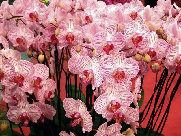 Обои картинки фото цветы, орхидеи