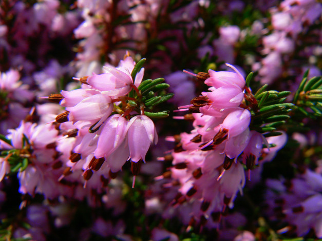 Обои картинки фото вереск, цветы, эрики, розовый, природа