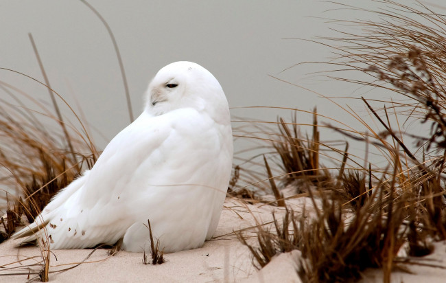 Обои картинки фото животные, совы, полярная, сова, белый, снег