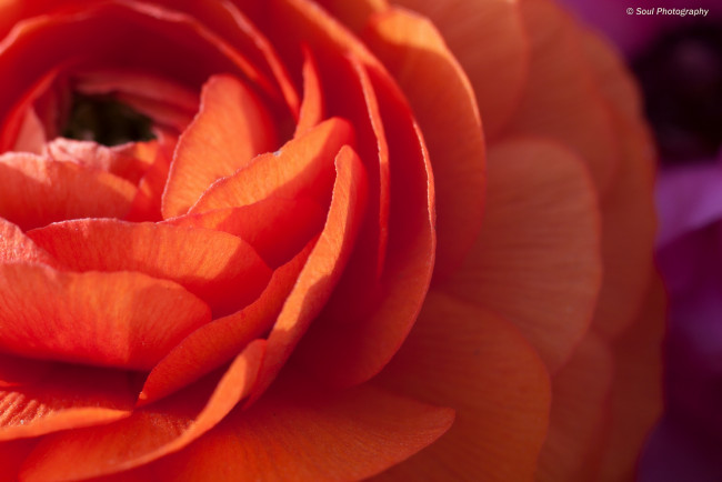 Обои картинки фото цветы, ранункулюс, азиатский, лютик, макро, весна, лепестки