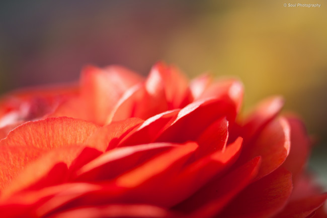 Обои картинки фото цветы, ранункулюс, азиатский, лютик, весна, лепестки, макро